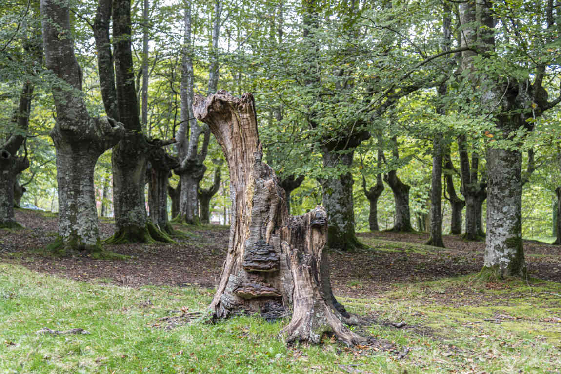 Vizcaya - parque natural de Urkiola 13 - hayedo.jpg